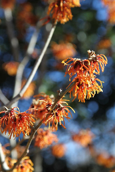 Hamamelis × intermedia 'Orange Peel'  aka Orange Peel Witch Hazel