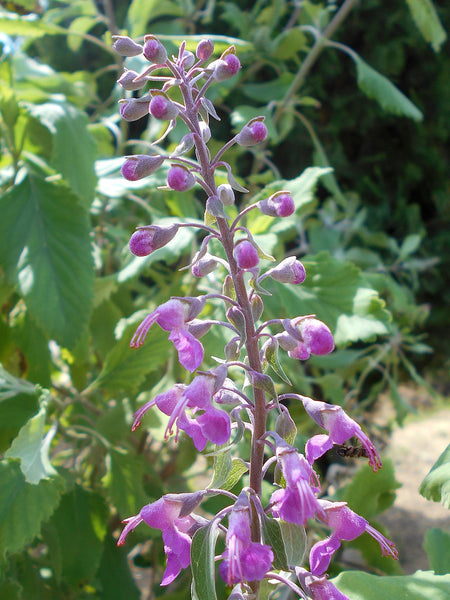 Teucrium betonicum aka Madeira Germander