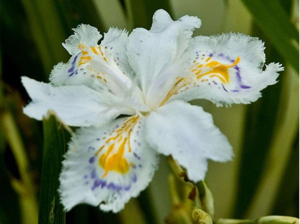 Iris japonica 'Aphrodite' - Roof Iris