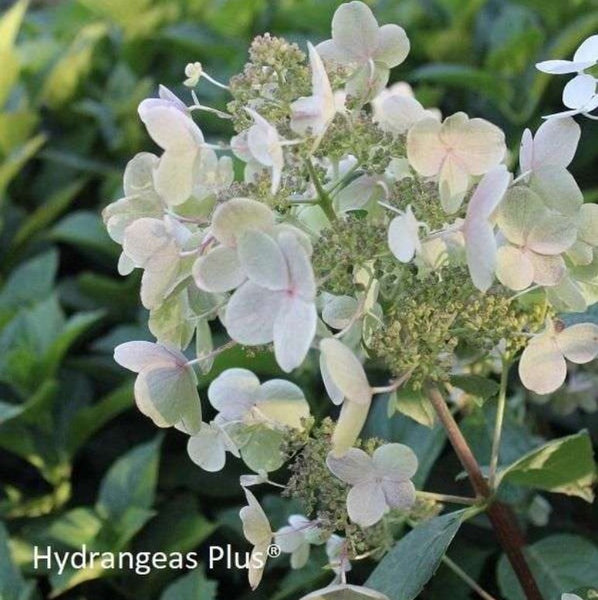 Hydrangea paniculata 'Quick Fire'