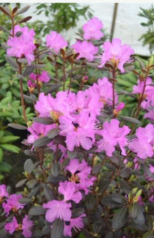 Rhododendron 'Black Satin'