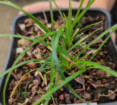 Ophiopogon japonicus 'Seoulitary Man'