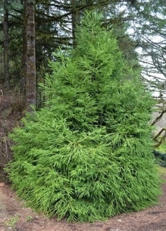 Cryptomeria japonica 'Spiralis' (Spiral Japanese Cedar)