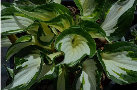 Hosta 'Fire & Ice'