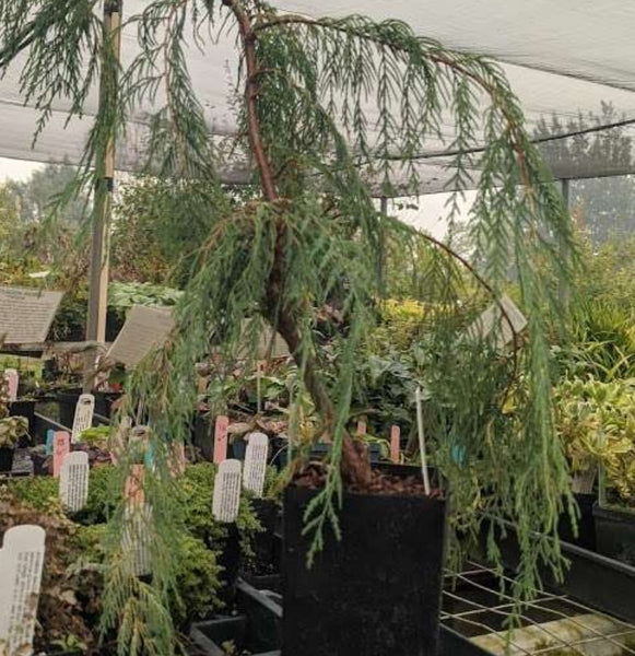 Cupressus cashmeriana