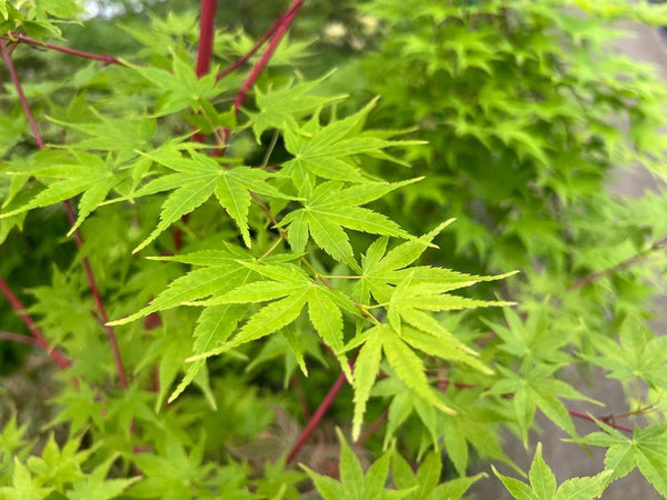 Acer palmatum 'Beni kawa' (aka Japanese Maple)