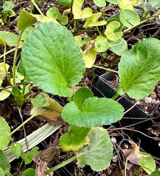 Eryngium sp.