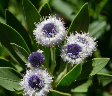 Globularia 'Blue Eyes'