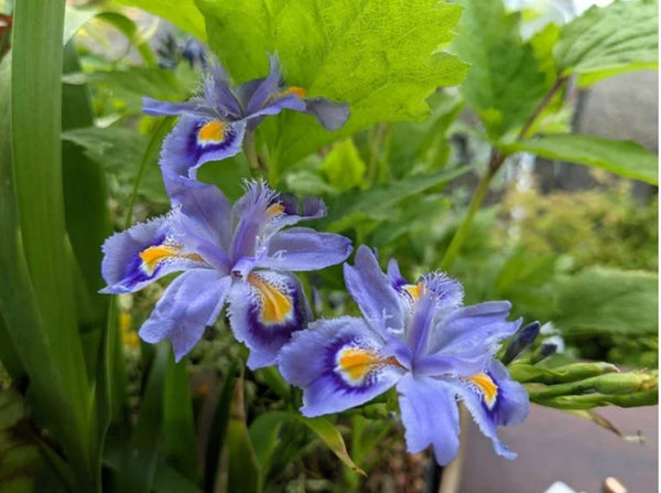 Iris japonica 'Petite'