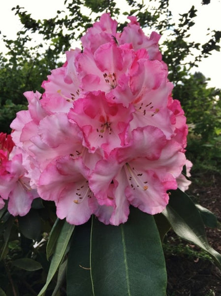 Rhododendron 'Point Defiance'