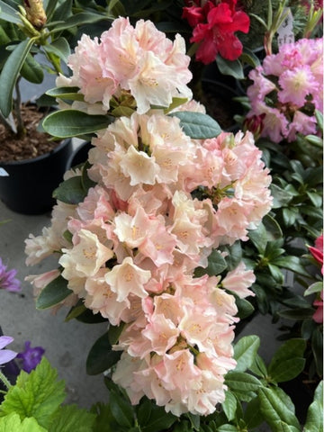 Rhododendron 'Dreamy Cream'