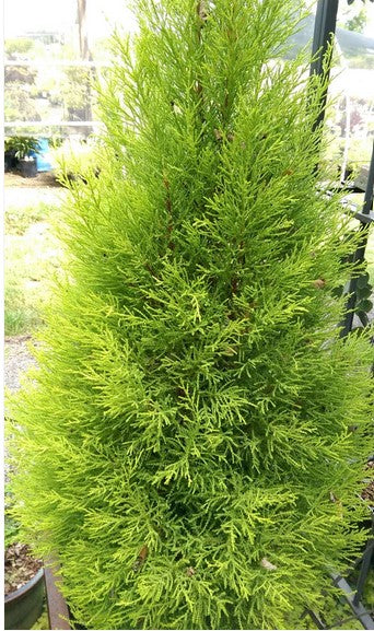 Cupressus macrocarpa 'Wilma Goldcrest'