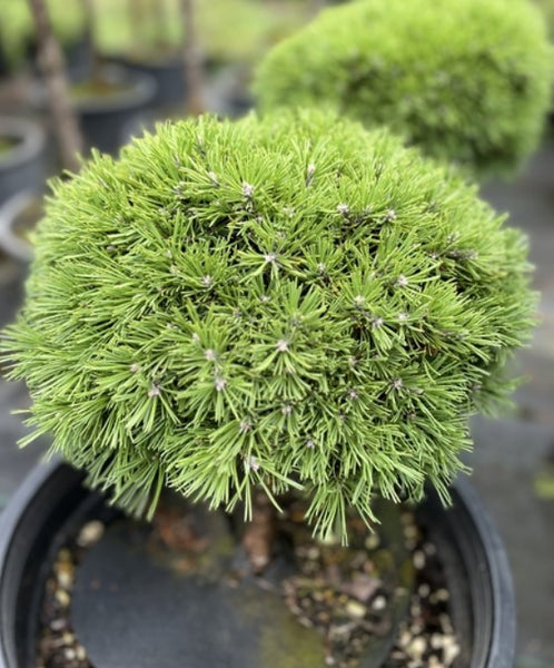 Pinus uncinata 'Maja'