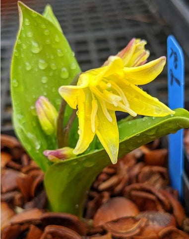 Erythronium 'Pagoda' (aka Pagoda Trout Lily)