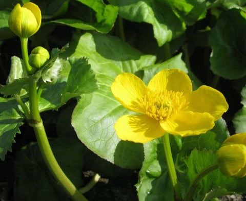 Caltha palustris var. polypetala
