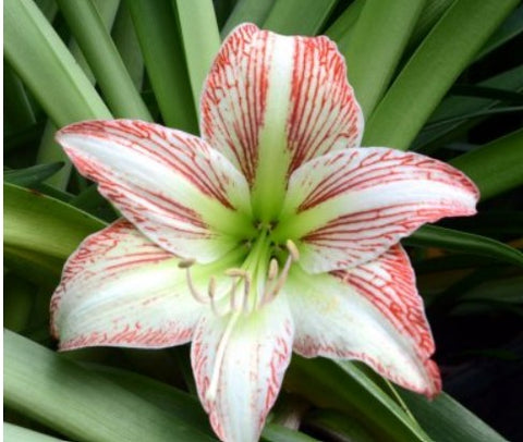 Hippeastrum 'Sunshine Superstar' (Sunshine Superstar Amaryllis)