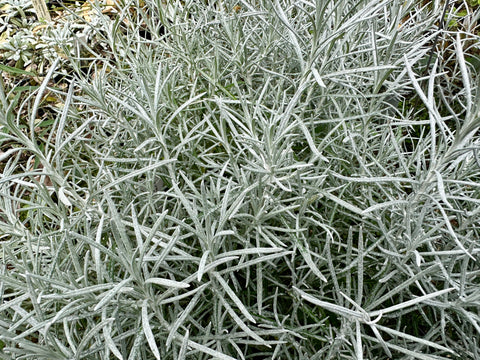 Helichrysum italicum 'Miel et Curry' (aka Curry Plant)