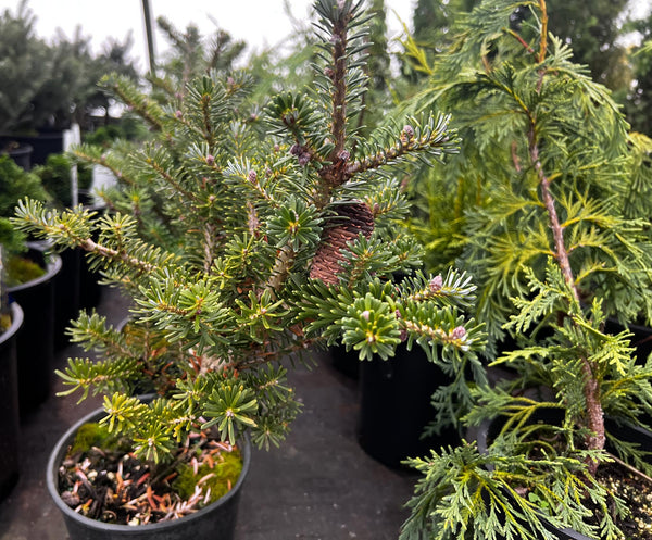 Abies koreana 'Gait'