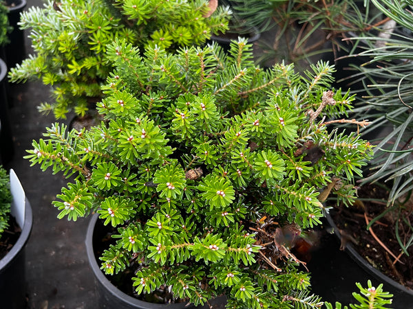 Abies koreana 'Silberperle'