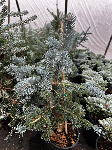 Abies lasiocarpa 'Glacier'