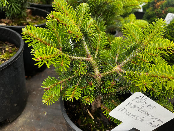 Abies nordmanniana 'Munsterland'