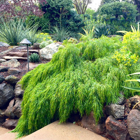 Acacia cognata 'Cousin Itt' (aka River Wattle)
