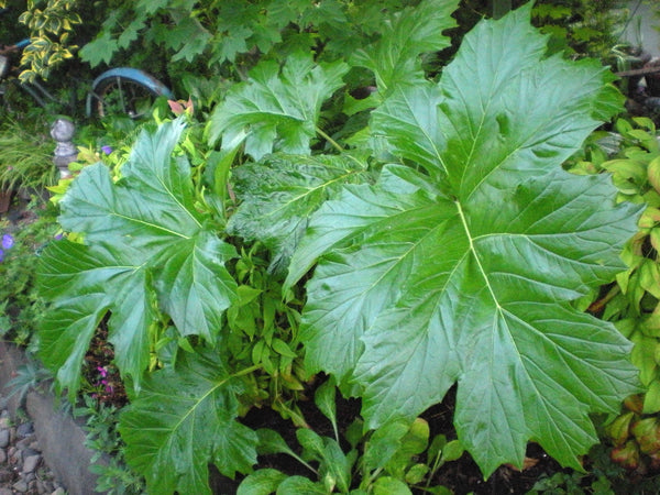 Acanthus mollis (aka Bear's Breeches)