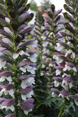 Acanthus spinosus