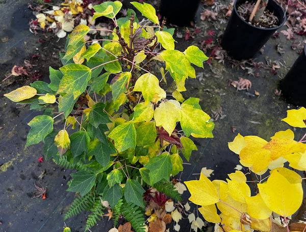 Acer buergeranium 'Miyasama Yatsubusa' aka Miyasama Yatsubusa Dwarf Trident Maple