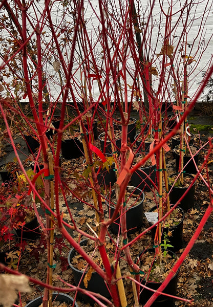 Acer circinatum 'Pacific Fire' (aka Vine Maple)