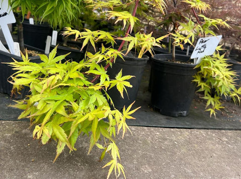 Acer palmatum 'Golden Falls'