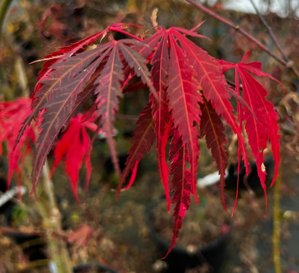 Acer palmatum 'Lil Annie's Jewel' (aka Japanese Maple)