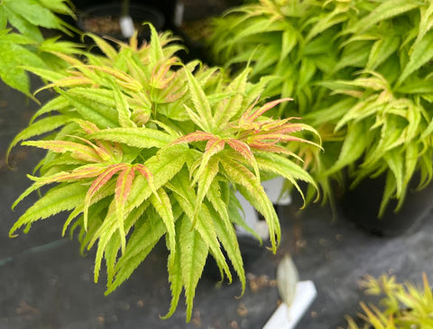 Acer palmatum 'Mystic Mikawa' aka Mystic Mikawa Japanese Maple