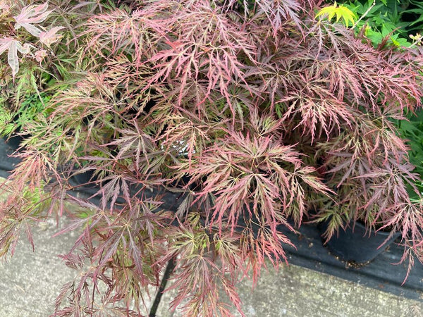 Acer palmatum 'Red Dragon' (Red Dragon Japanese Maple)