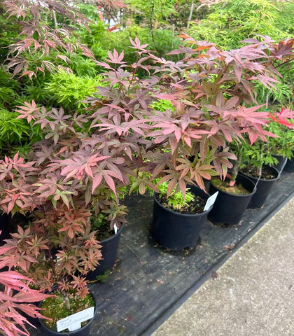 Acer palmatum 'Twombly's Red Sentinel' (Japanese Maple)