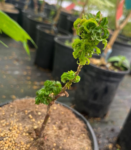 Acer palmatum 'Sir Happy' aka Sir Happy Japanese Maple