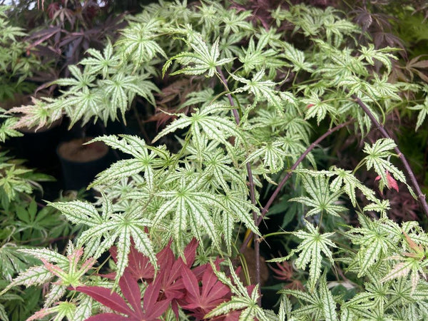 Acer palmatum 'Spring Blast' (aka Japanese Maple)