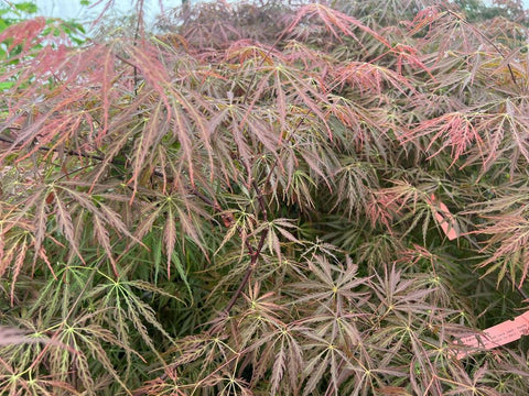 Acer palmatum 'Tamuke yama' (aka Laceleaf Japanese Maple)