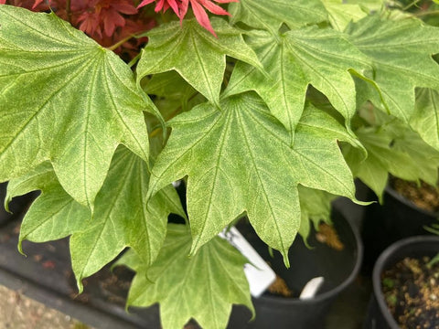 Acer pictum 'Usugumo' (aka Variegated Batwing Maple)