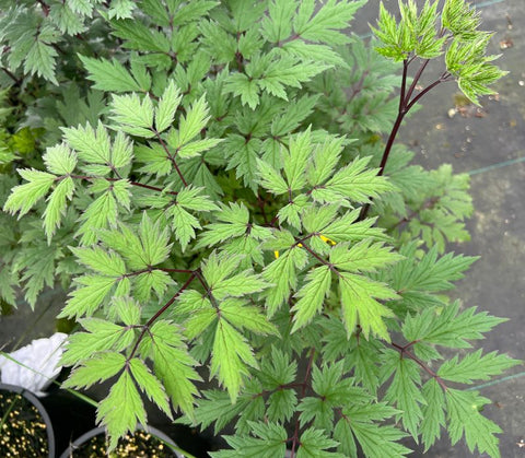 Actaea 'Pink Spire'