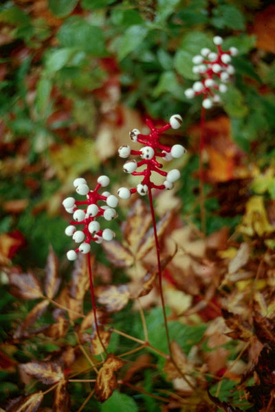 Actaea pachypoda (Doll's Eyes)