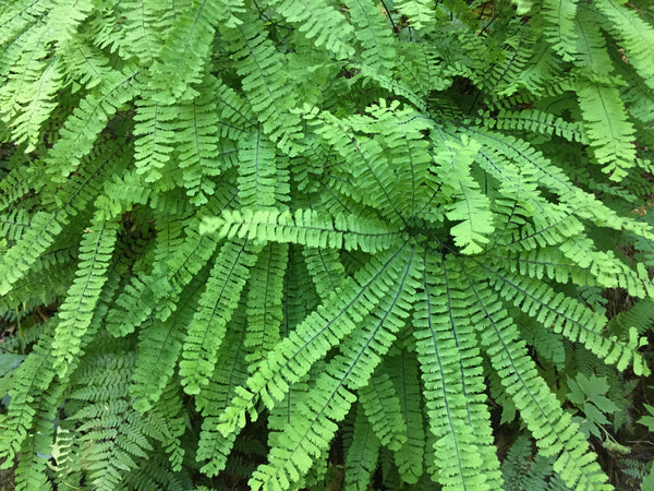 Adiantum aleuticum