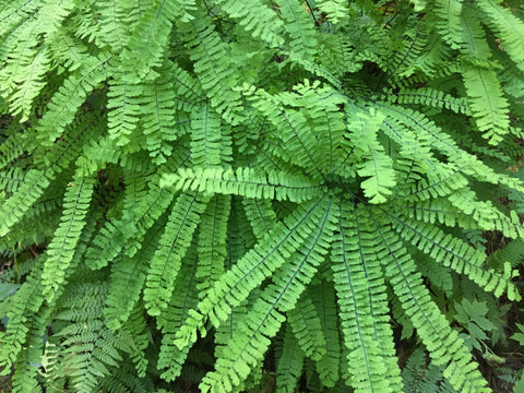 Adiantum aleuticum