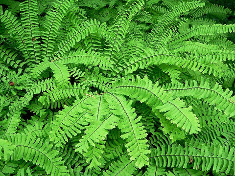 Adiantum pedatum (aka Maidenhair Fern)