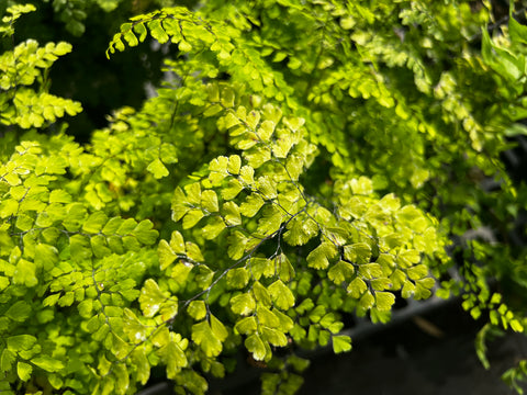 Adiantum raddianum 'Fritz Luthi' aka Fritz Luthi Delta Maidenhair Fern