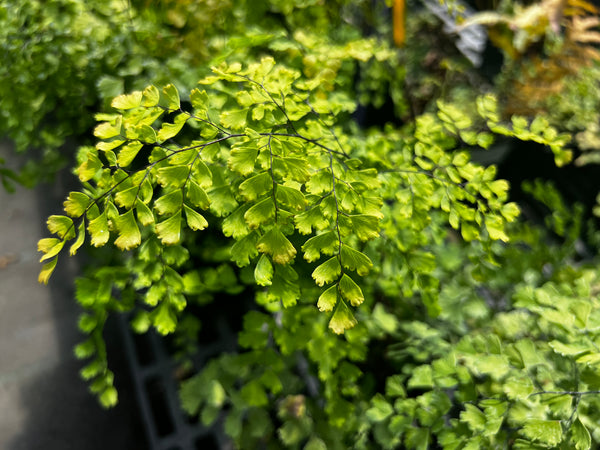 Adiantum raddianum 'Red Venus' aka Red Venus Maidenhair Fern