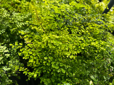 Adiantum raddianum 'Snowflake' (aka 'Variegatum')