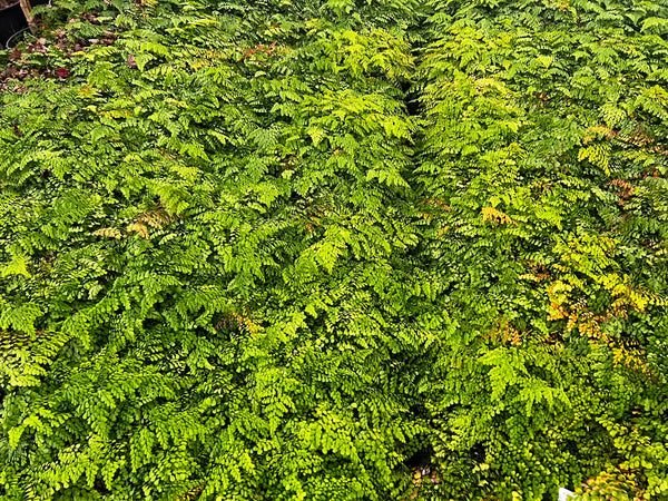 Adiantum venustum (aka Himalayan Maidenhair Fern)