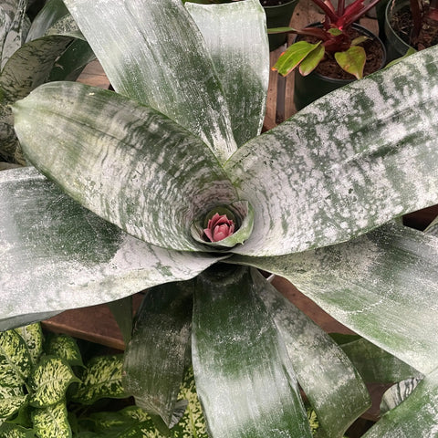 Aechmea fasciata 'Primera'