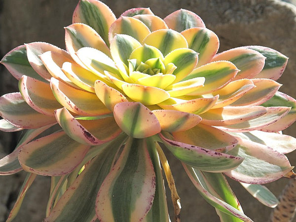 Aeonium arboreum 'Variegatum'